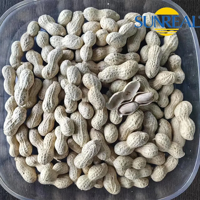 Virginia Peanuts /Raw Peanut in Shell /China /Haihua /New Crop