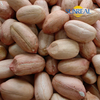 Raw Peanut Kernels with Skin/Virginia Type /Size 24/26