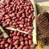 Roasted Peanut Kernels with Skin/Red Skin/Crispy&Fresh/Fine Packing