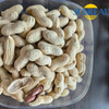 Virginia Peanuts /Raw Peanut in Shell /China /Haihua /New Crop