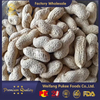 Virginia Peanuts /Raw Peanut in Shell /China /Haihua /New Crop