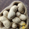 Virginia Peanuts /Raw Peanut in Shell /China /Haihua /New Crop