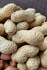 SUNREAL China Roasted Peanuts in Shell Round Type