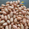 Raw Peanut Kernels with Skin/Virginia Type /Size 24/26