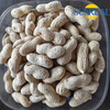 Virginia Peanuts /Raw Peanut in Shell /China /Haihua /New Crop